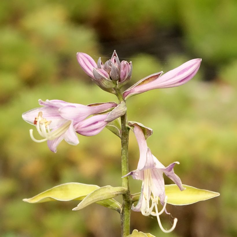 Hosta fortunei Gold Standard (Floraison)