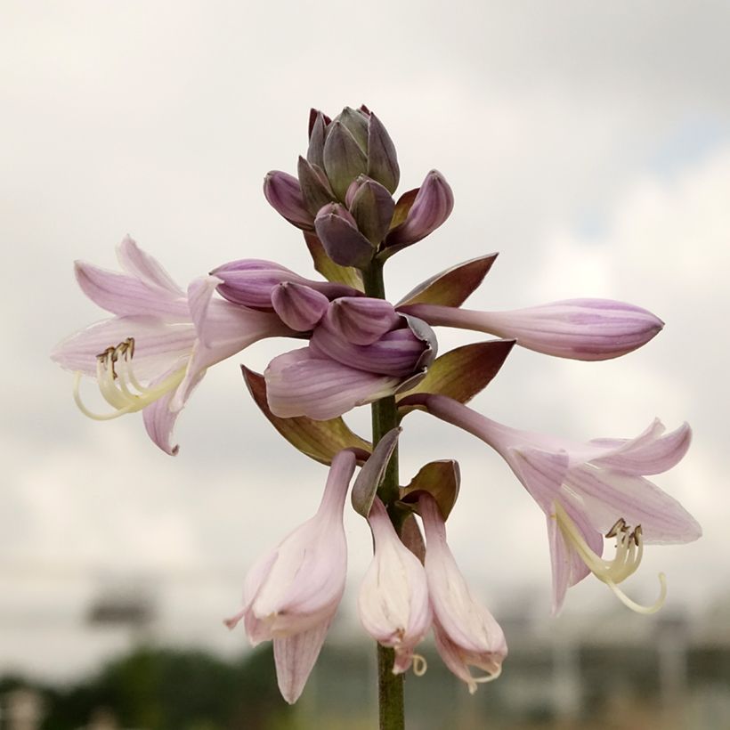 Hosta fortunei Gold Standard (Feuillage)