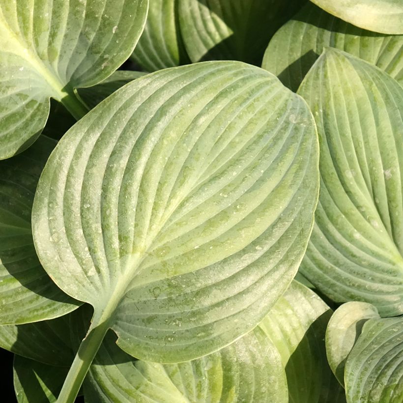 Hosta Goldbrook Glimmer (Feuillage)