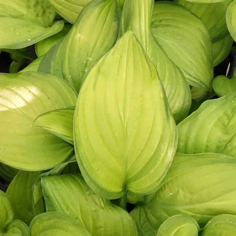 Hosta Guacamole (Feuillage)