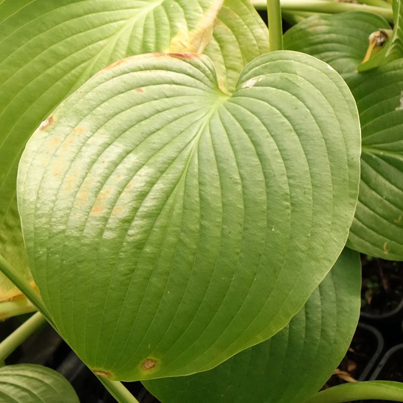 Hosta Jurassic Park - Hosta géant (Feuillage)