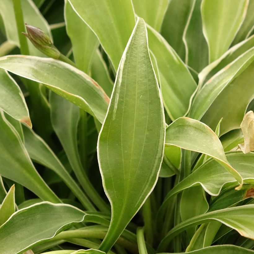 Hosta Little Devil (Feuillage)