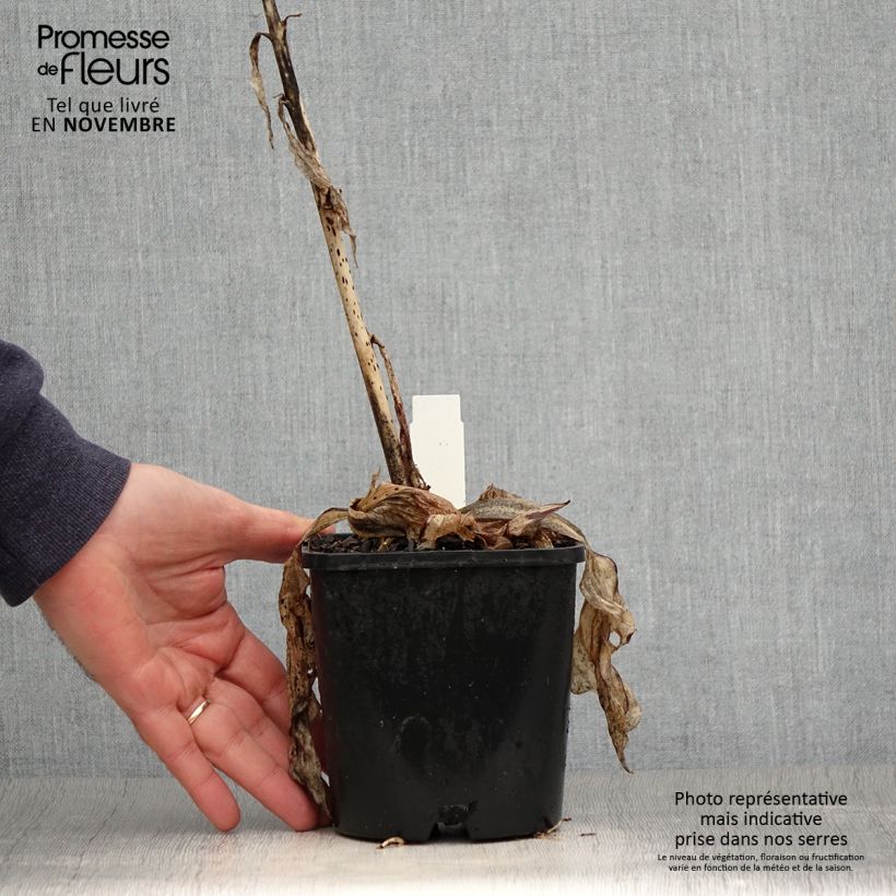 Spécimen de Hosta Minuteman en pot de 1,5L/2L tel que livré en automne