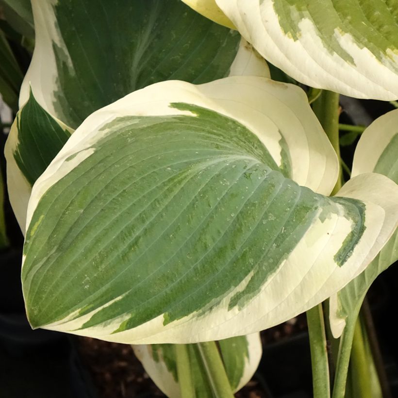 Hosta Orion's Belt (Feuillage)