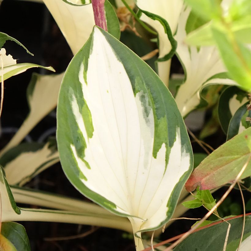 Hosta Paul Revere (Feuillage)