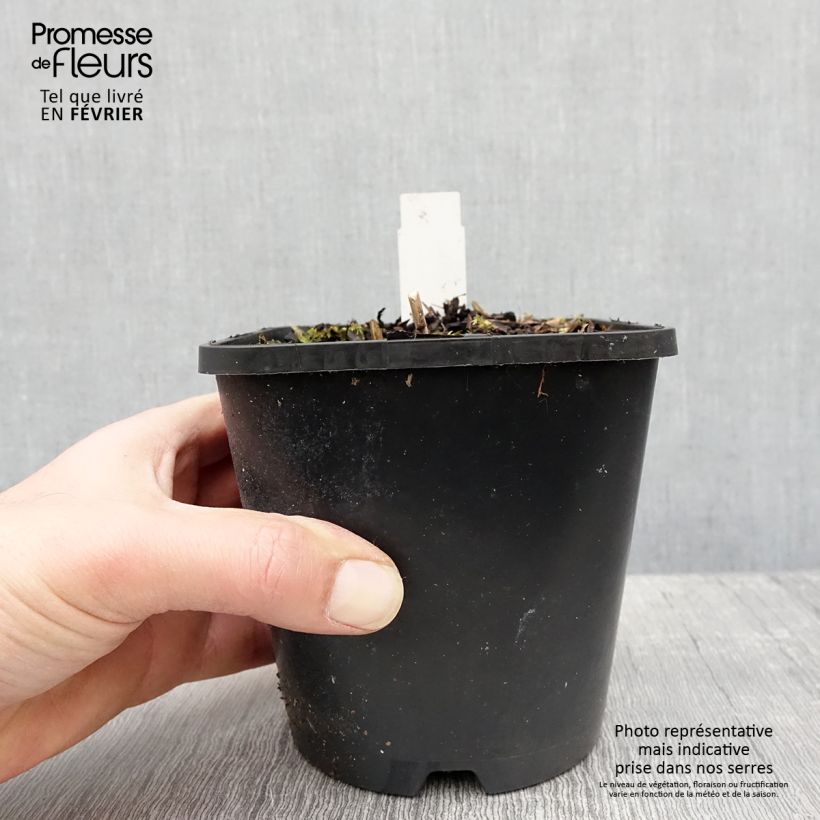 Spécimen de Hosta Raspberry Sundae Pot de 1,5L/2L tel que livré en hiver