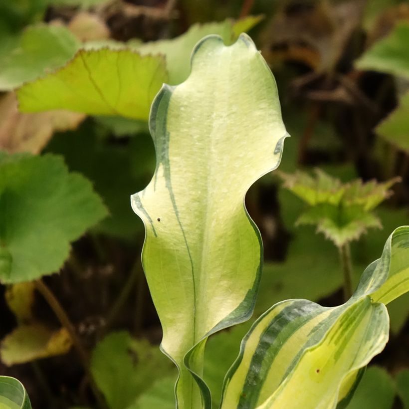 Hosta Ripple Effect (Feuillage)