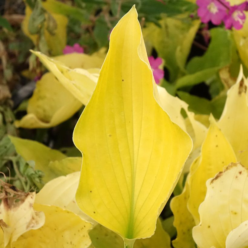 Hosta Ruffed Up (Feuillage)