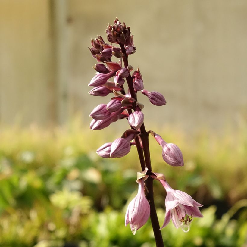 Hosta Sorbet (Floraison)