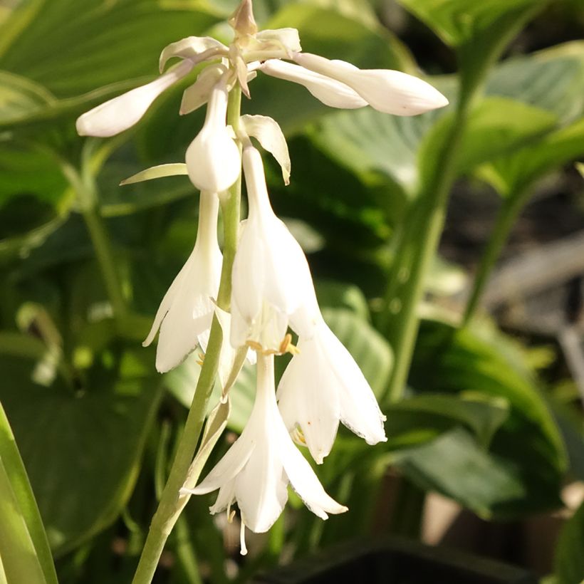 Hosta T Rex  (Floraison)