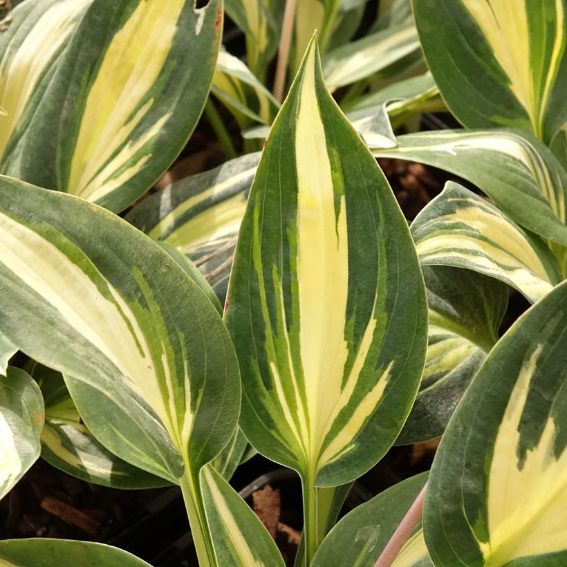 Hosta Timeless Beauty (Feuillage)