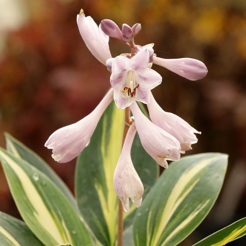 Hosta Timeless Beauty (Floraison)