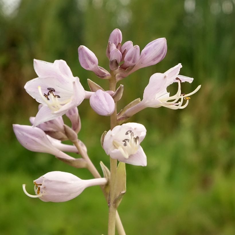 Hosta Touch Of Class (Floraison)