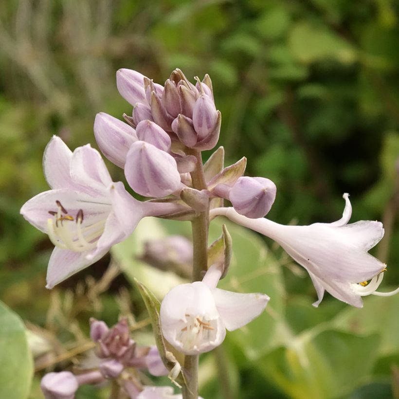 Hosta Touch Of Class (Feuillage)