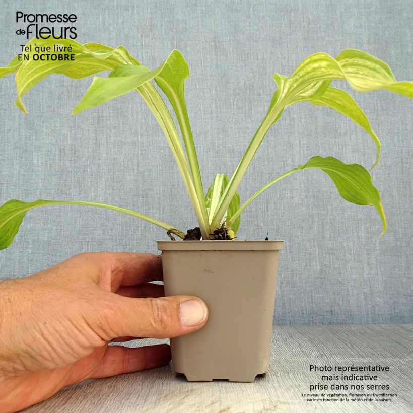 Spécimen de Hosta undulata Mediovariegata tel que livré en automne