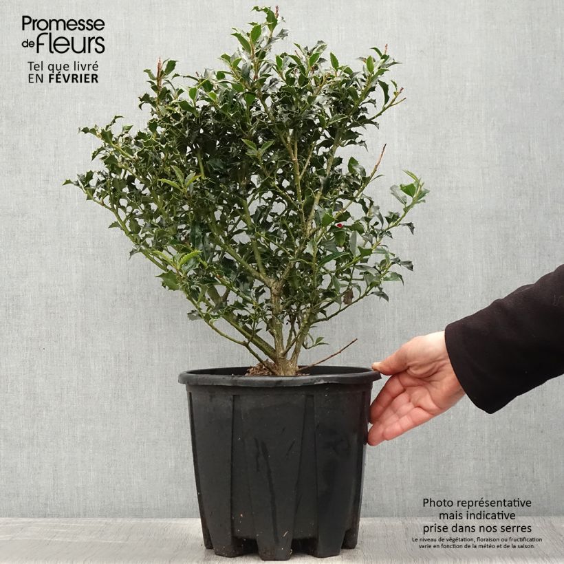 Spécimen de Houx commun - Ilex aquifolium 70/80 cm en pot de 10L tel que livré en hiver