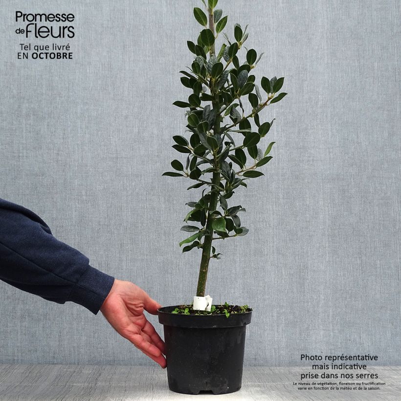 Spécimen de Houx commun - Ilex aquifolium JC Van Tol en pot de 3L tel que livré en automne