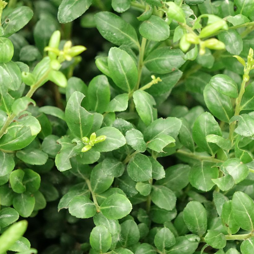 Ilex crenata Convexa taillé en boule - Topiaire de Houx crénelé (Feuillage)