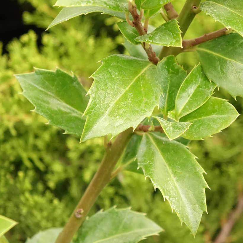 Houx - Ilex meserveae Heckenfee (Feuillage)