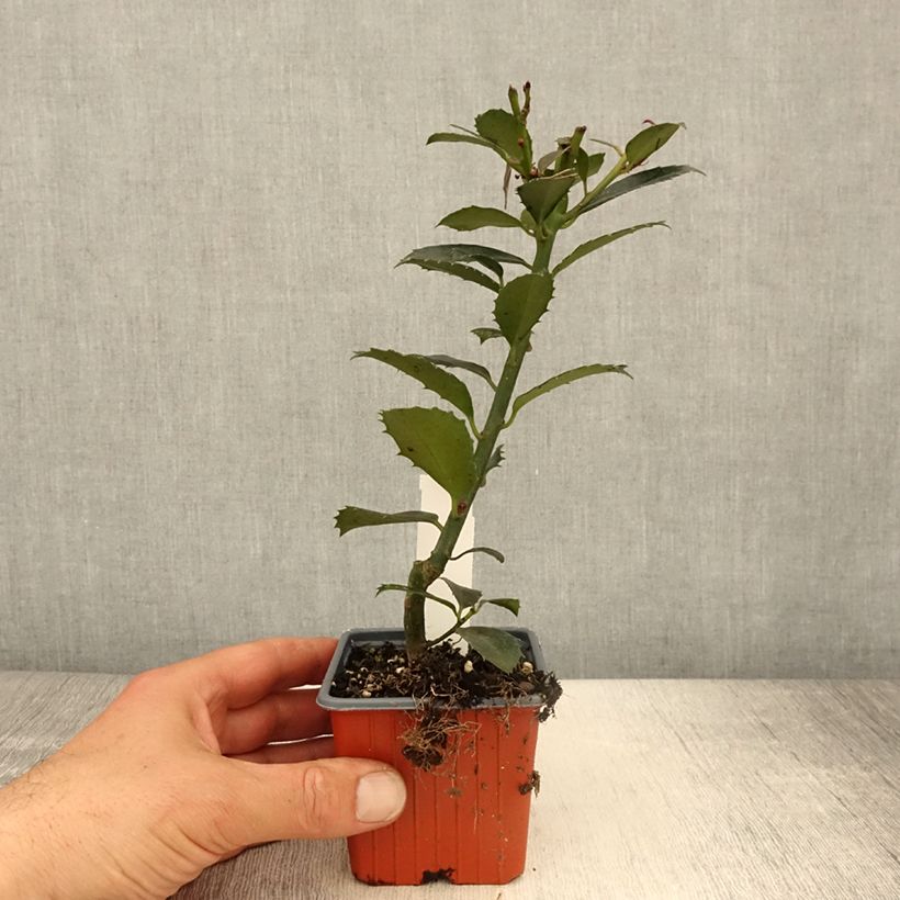 Spécimen de Houx - Ilex x meserveae Heckenpracht - Godet de 8/9 cm tel que livré au printemps