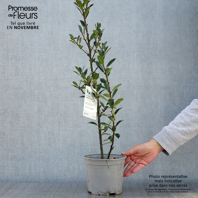 Spécimen de Houx - Ilex x meserveae Heckenpracht Pot de 2L/3L tel que livré en automne