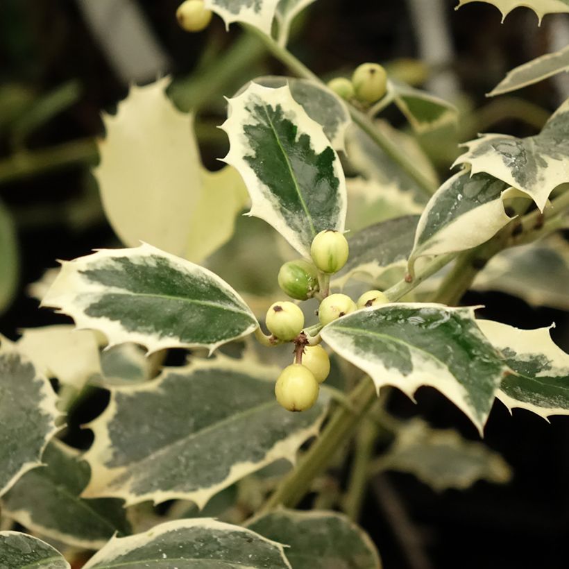 Houx panaché - Ilex aquifolium Argenteomarginata (Feuillage)