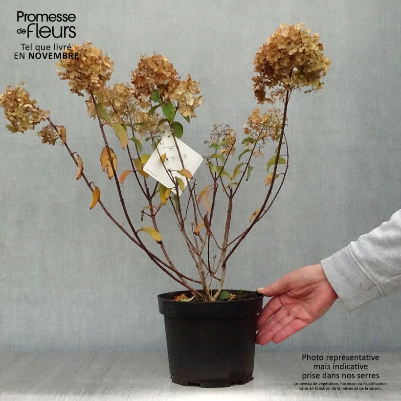 Spécimen de Hydrangea paniculata Bobo - Hortensia paniculé nain tel que livré en automne