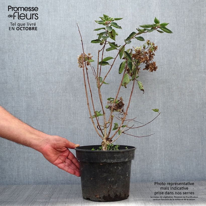 Spécimen de Hydrangea paniculata Bombshell Pot de 3L/4L tel que livré en automne