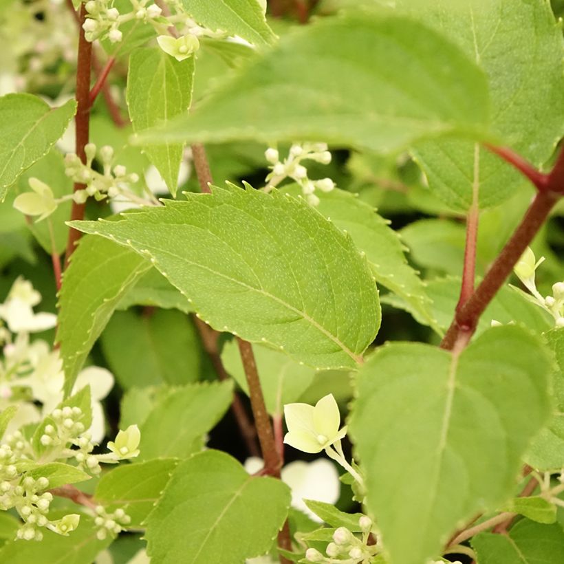 Hydrangea paniculata Dentelle de Gorron - Hortensia paniculé (Feuillage)