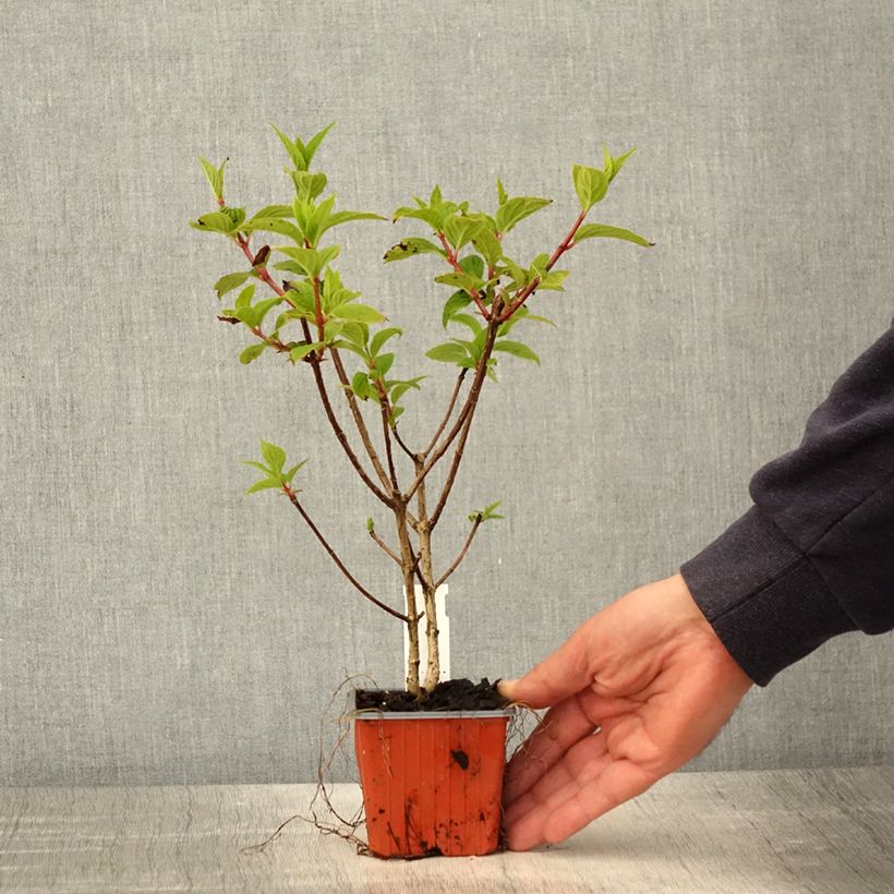 Spécimen de Hydrangea paniculata Dharuma - Hortensia paniculé - Godet de 8/9 cm tel que livré au printemps