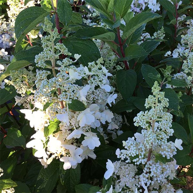 Hydrangea paniculata Pinky Winky - Hortensia paniculé (Floraison)