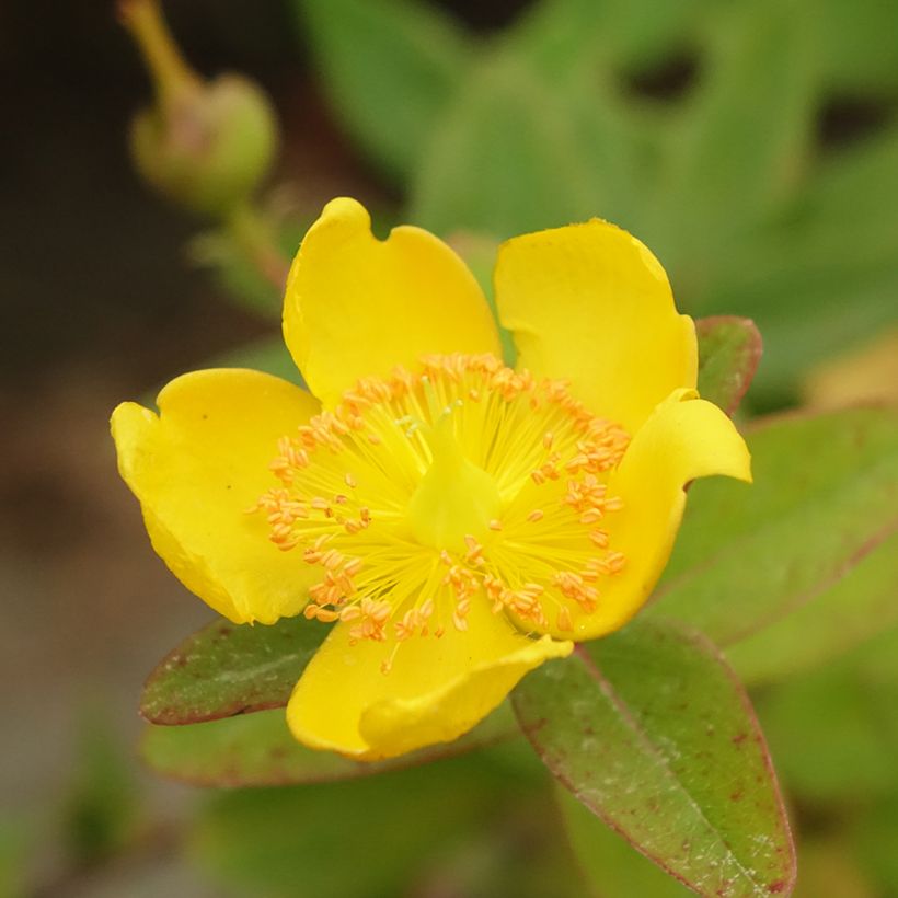 Hypericum dummeri Peter Dummer - Millepertuis  (Floraison)