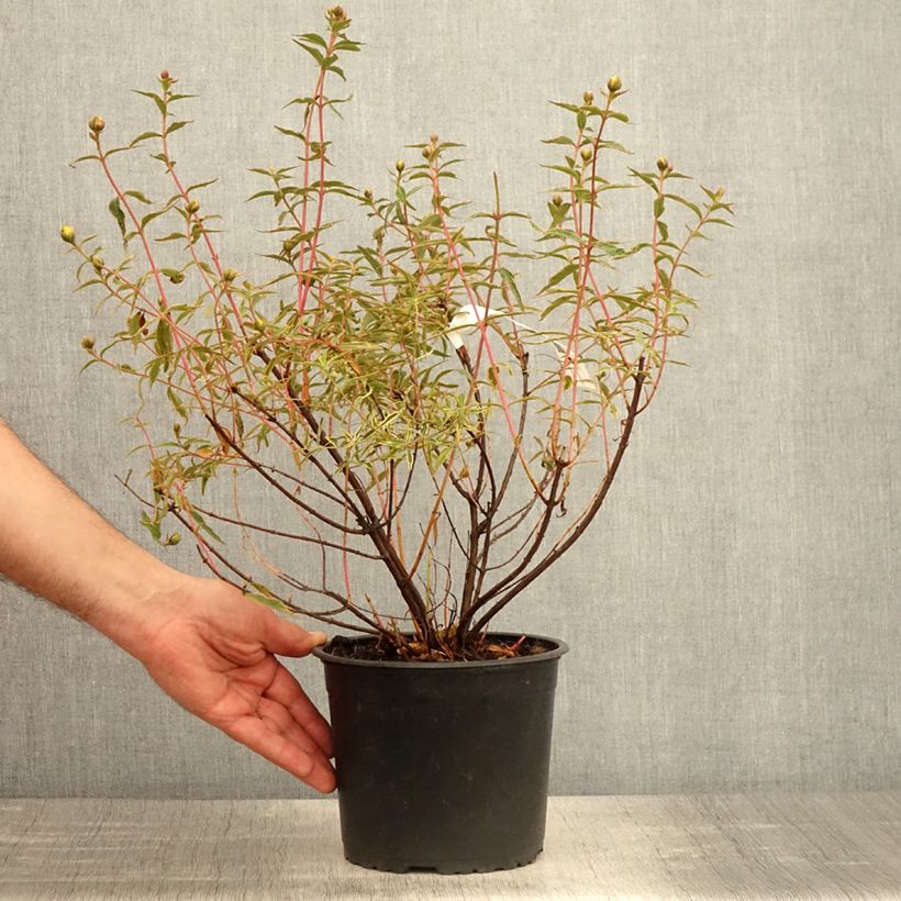 Spécimen de Hypericum Hidcote Limelight - Millepertuis - Pot de 3L/4L tel que livré au printemps