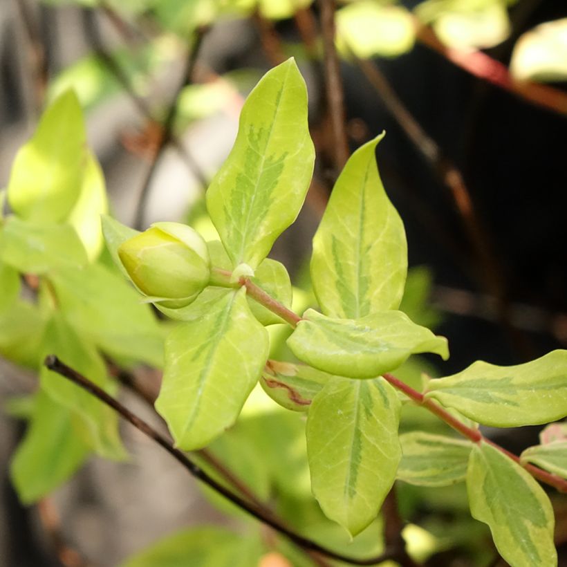 Hypericum (x) moserianum Little Misstery - Millepertuis de Moser  (Feuillage)