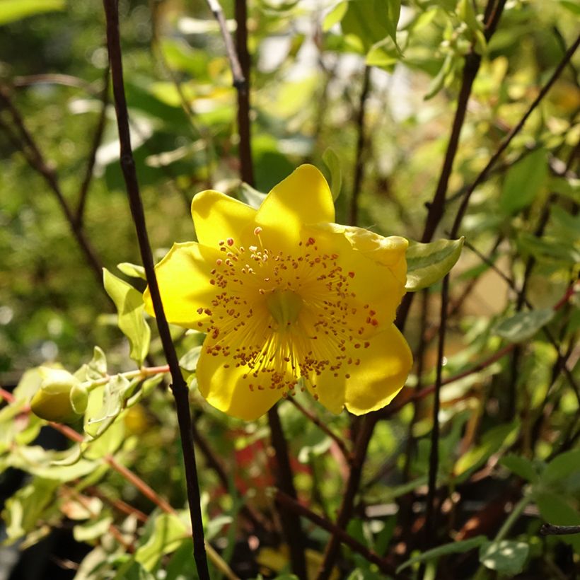 Hypericum (x) moserianum Little Misstery - Millepertuis de Moser  (Floraison)