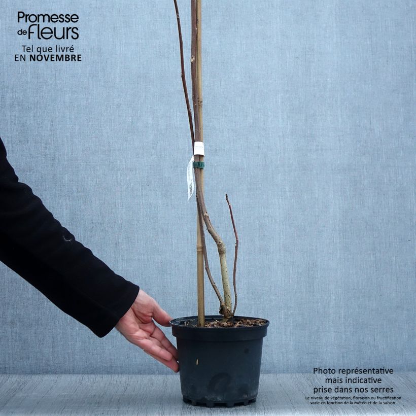 Spécimen de Idesia polycarpa - Pot de 2L/3L tel que livré en automne