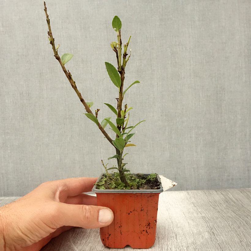 Spécimen de Ilex maximowicziana Kanehirae - Houx Mutchagara  - Godet de 8/9 cm tel que livré en été