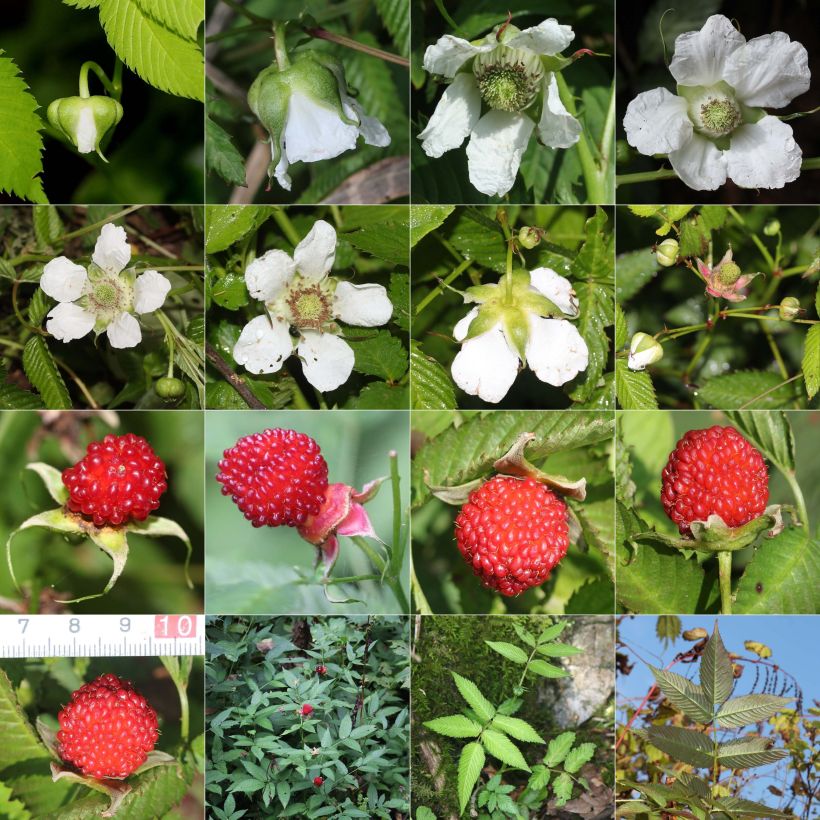 Rubus illecebrosus - Framboisier fraise japonais (Port)