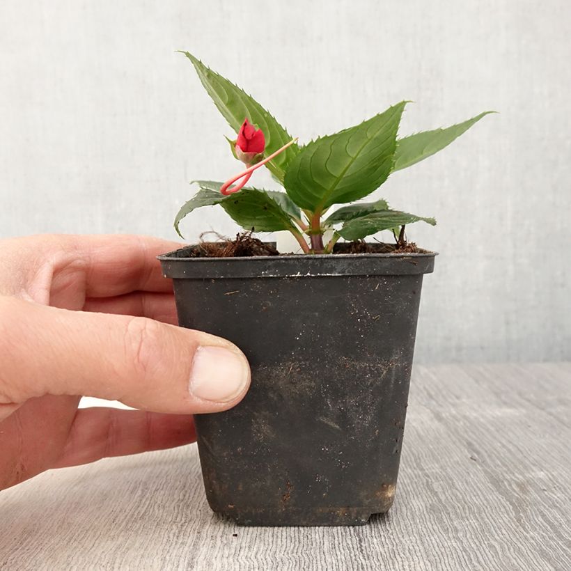 Spécimen de Impatiens SunPatiens Compact Red - pot de 10/11cm tel que livré au printemps