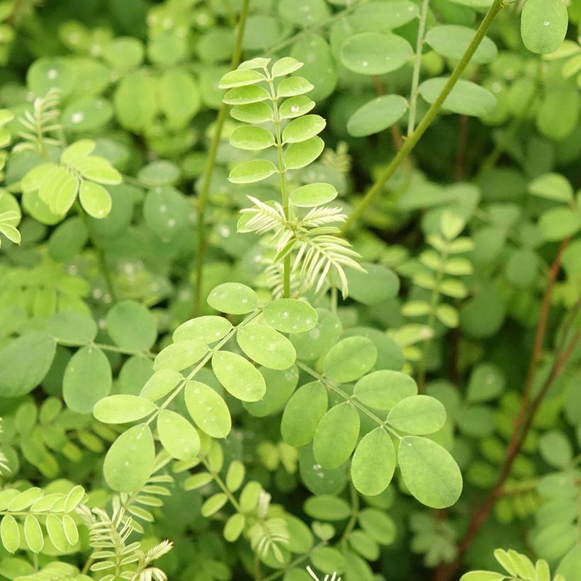 Indigofera heterantha (gerardiana) - Indigotier rose (Feuillage)