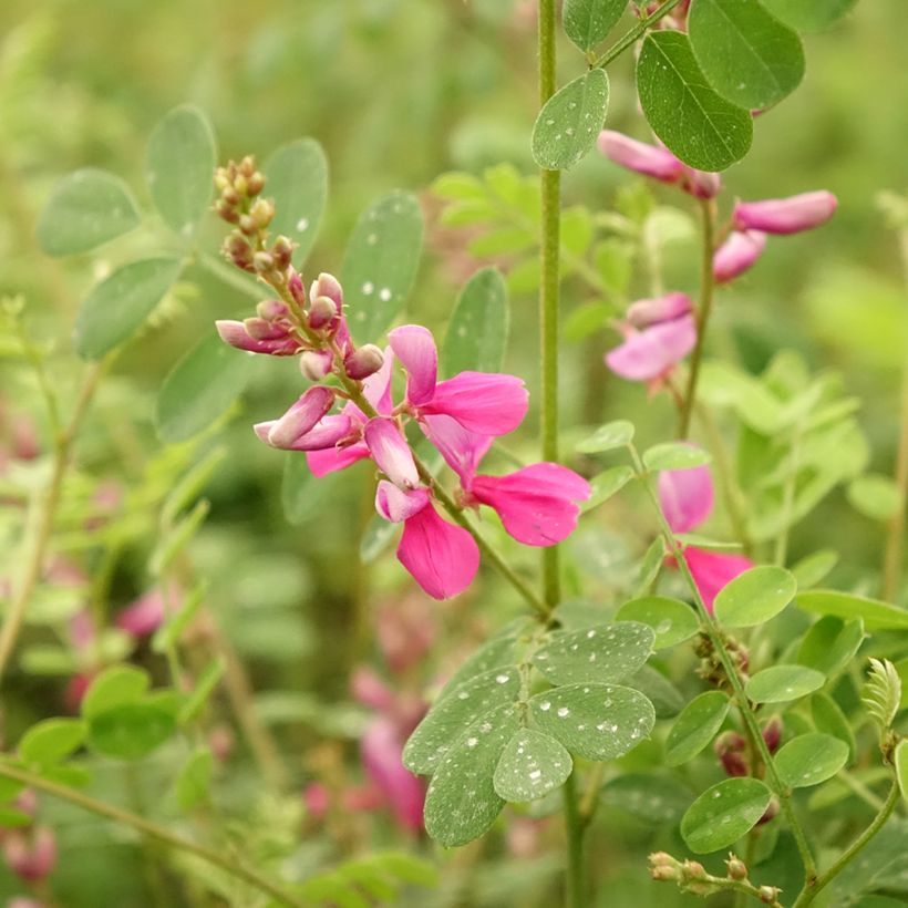 Indigofera heterantha (gerardiana) - Indigotier rose (Floraison)