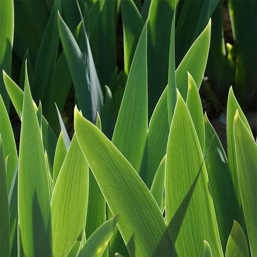 Iris germanica Bleu de Gien - Iris des Jardins (Feuillage)