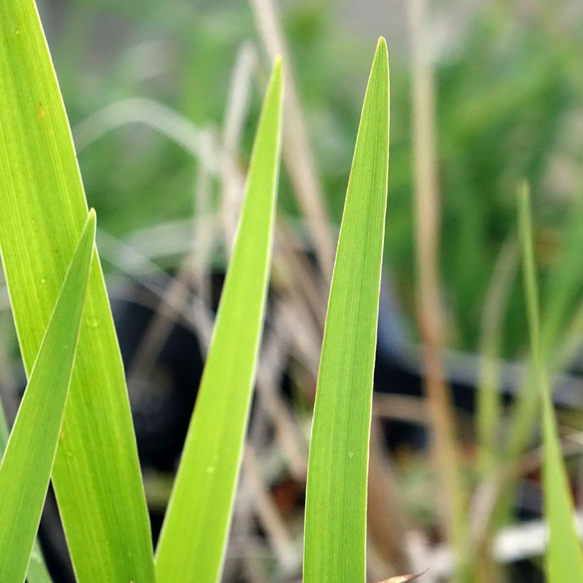 Iris laevigata - Iris d'eau japonais (Feuillage)