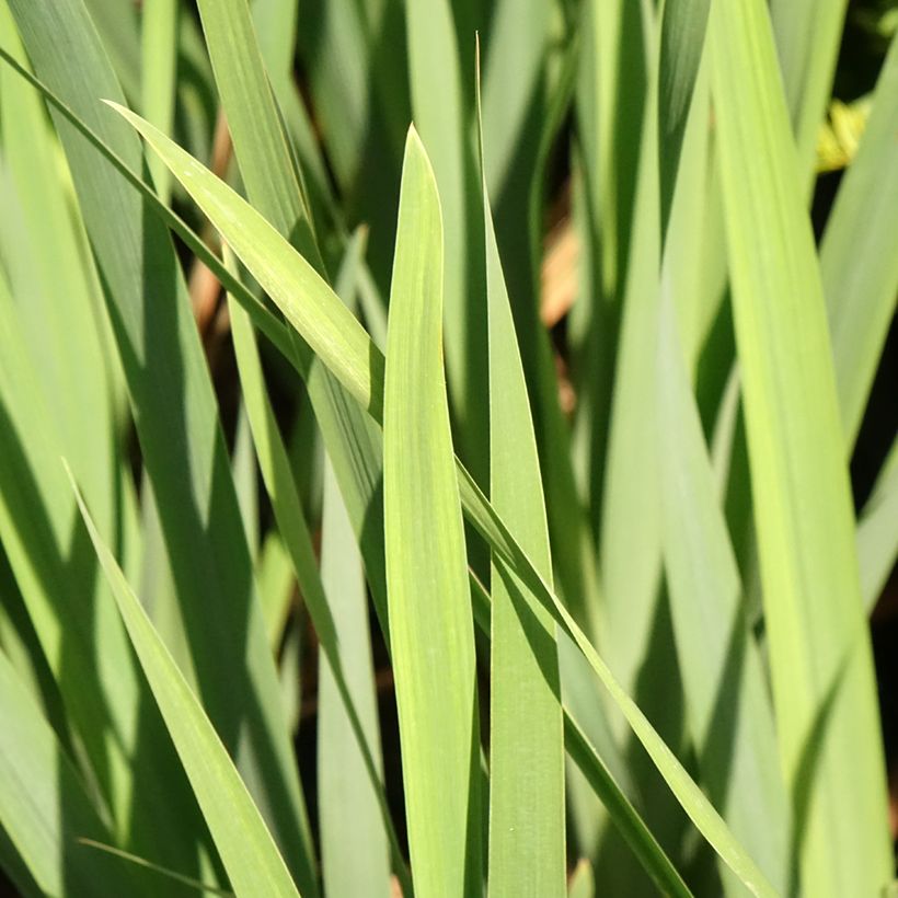 Iris sibirica Bundle of Joy - Iris de Sibérie (Feuillage)