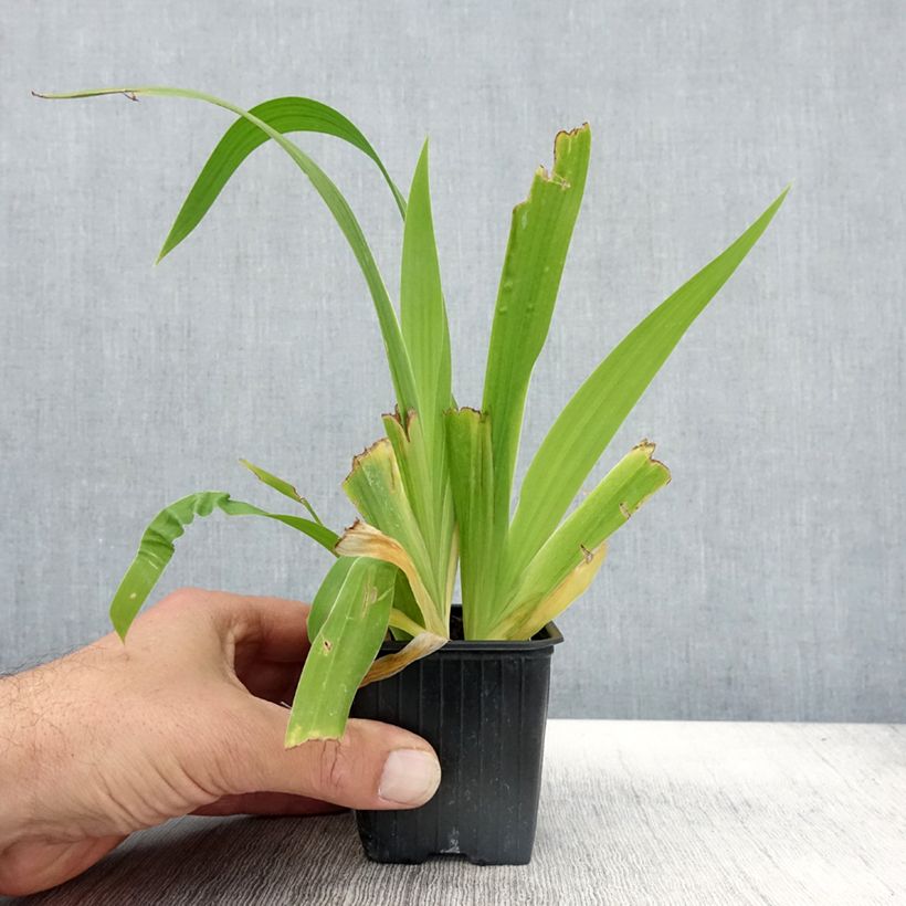 Spécimen de Iris tectorum - Iris des toits Godet de 8/9 cm tel que livré en automne