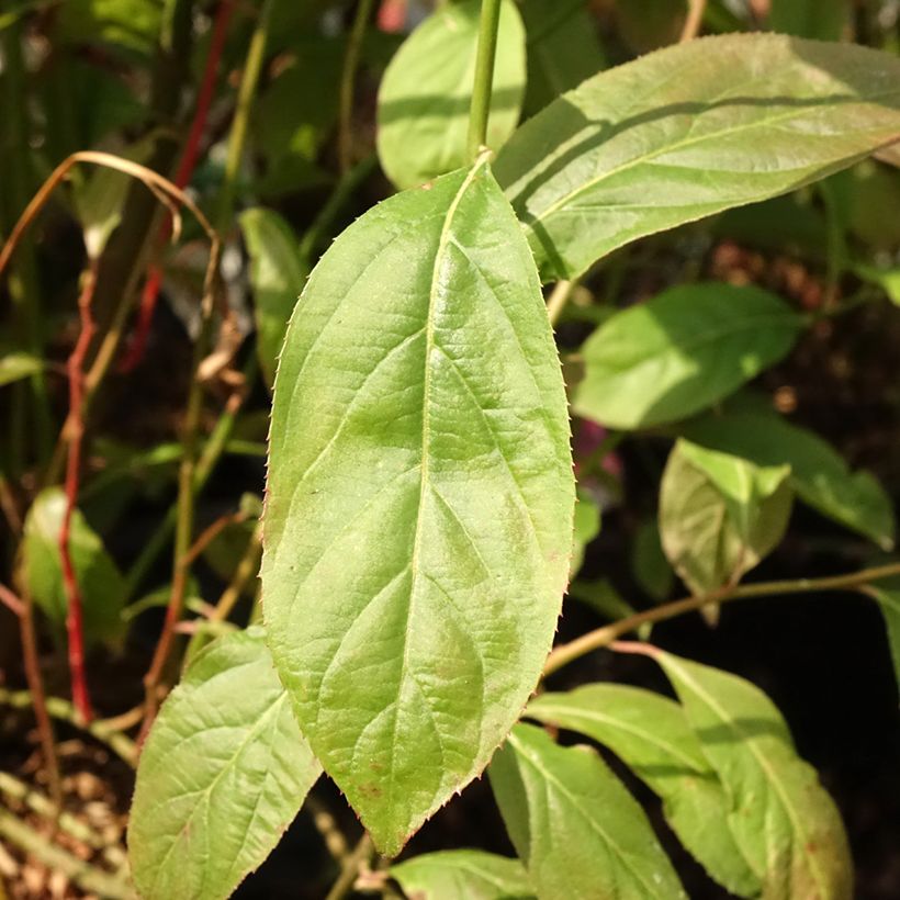 Itea virginica Love Child - Itéa de Virginie (Feuillage)