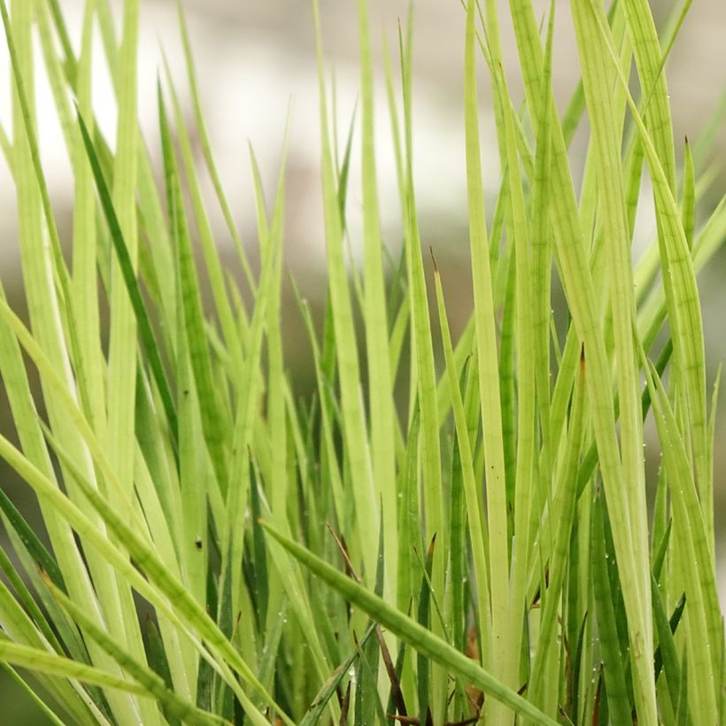 Juncus ensifolius (Feuillage)