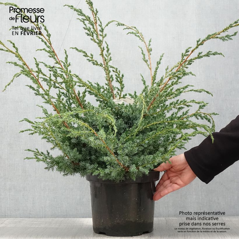 Spécimen de Juniperus chinensis Blue Alps - Genévrier de Chine en pot de 7,5L/10L tel que livré en hiver