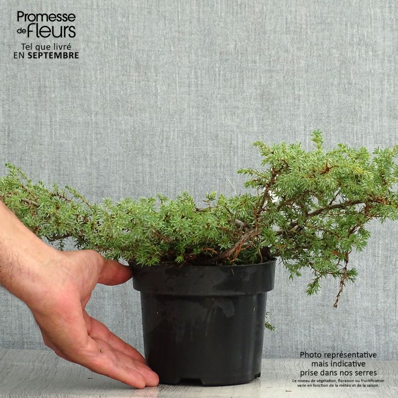 Spécimen de Juniperus communis Hornibrookii - Genévrier commun                tel que livré en été