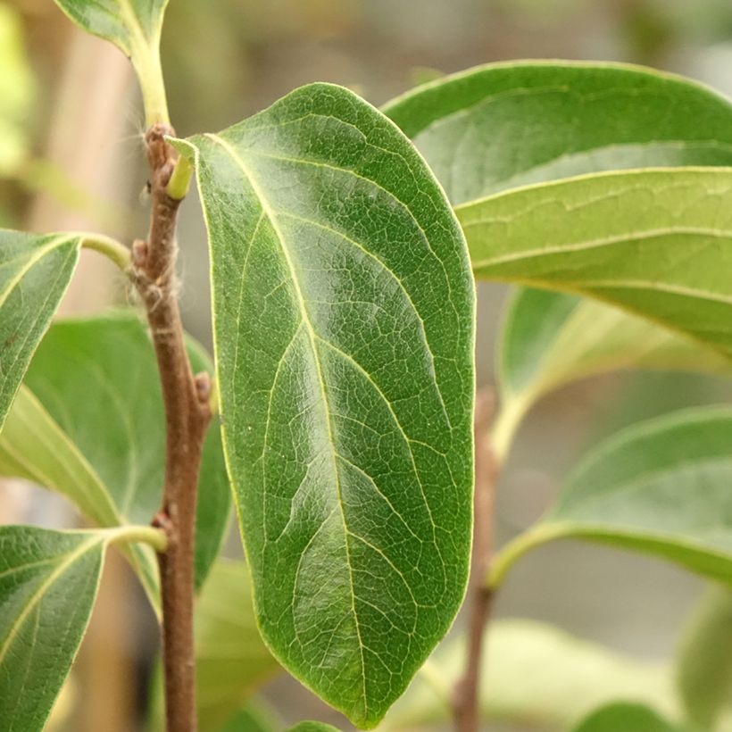 Diospyros kaki Fuyu - Plaqueminier - Kaki pomme (Feuillage)